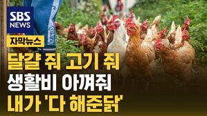 자막 닭고기