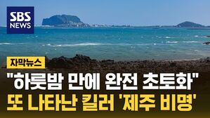 자막 제주 옥수수밭