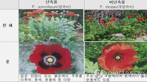 "꽃이 예뻐서"&hellip;아파트서 마약 원료 양귀비 재배한 60대 입건