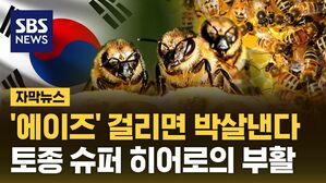 자막 꿀벌