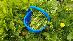 미나리인 줄 알았는데&hellip;봄철 독초 섭취 주의보