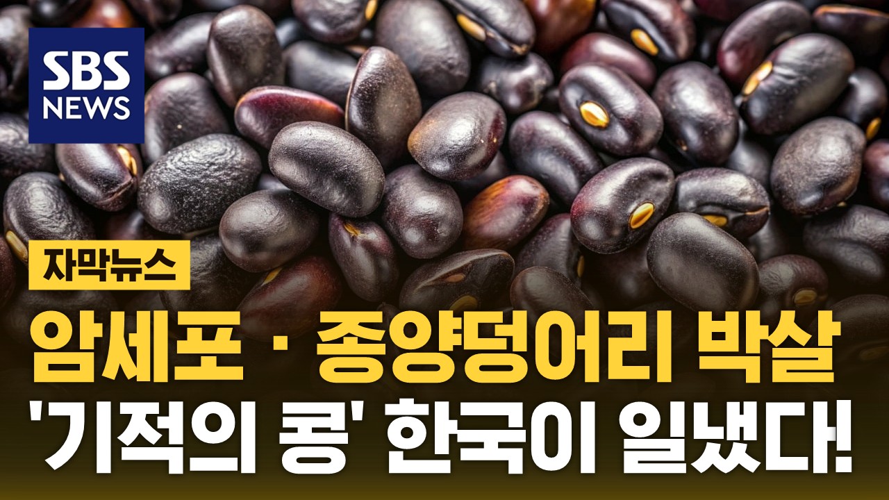 [자막뉴스] 암세포 · 종양덩어리 박살…'기적의 검은 콩' 한국 연구진이 또 일냈다!