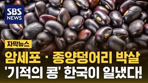 자막 검은콩