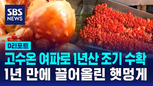 [D리포트] 1년 만에 끌어올린 햇멍게&hellip;고수온 여파로 1년산 조기 수확