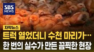 [자막뉴스] 트럭 열었더니 수천 마리가&hellip;한 번의 실수가 만든 끔찍한 현장