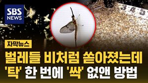 자막뉴스 하루살이