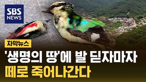 자막뉴스 팔색조