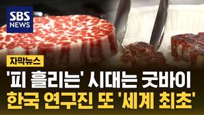 자막뉴스 배양육