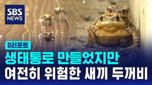 [D리포트] 생태통로 만들었지만&hellip;여전히 위험한 새끼 두꺼비