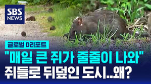 [글로벌D리포트] 쥐들로 뒤덮인 도시&hellip;갑자기 왜?