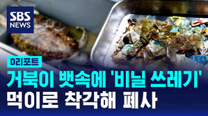 [D리포트] 거북이 뱃속에 '비닐 쓰레기'&hellip;먹이로 착각해 폐사