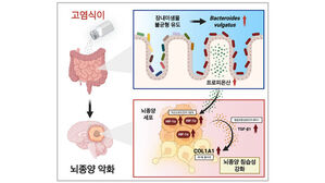 고염식이의 뇌종양 악화 모식도 (사진=KAIST 제공, 연합뉴스)
