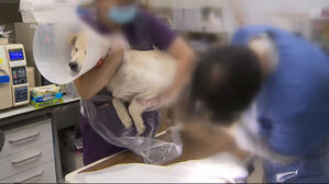 동물병원 의료용 마약류 관리 강화&hellip;"오남용 근절"