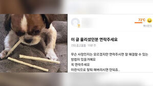 "강아지 맡아달라" 사흘 뒤 견주 연락 '뚝'…결국