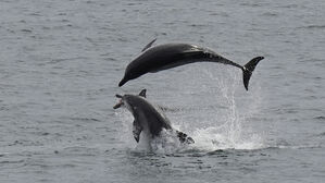 제주 남방큰돌고래 턱이 (사진=제주대학교 고래·해양생물보전연구센터/다큐제주 제공, 연합뉴스)