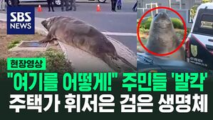 [영상] "여기 어떻게 왔어?!" 육중한 몸 느릿느릿, 남아공 주택가에 등장한 검은 생명체