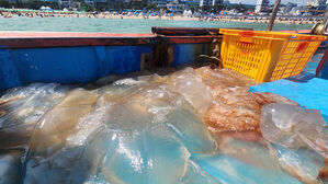 해수부, 해파리 대량발생 위기경보 '주의' 발령