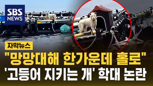[자막뉴스] "망망대해 한가운데 홀로" 서귀포 양식장 '백구' 학대 논란 속 구조