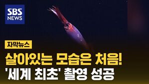 [자막뉴스] 살아있는 모습은 처음&hellip;'희귀 심해 오징어' 포착 성공