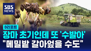 [D리포트] 장마 초기인데 또 '수발아'&hellip;"메밀밭 갈아엎을 수도"