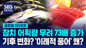 [글로벌D리포트] 예년의 70배?&hellip;'이례적 풍어' 왜?