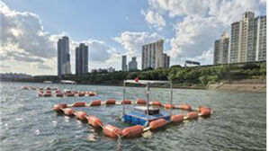 서울시, 러브버그&middot;동양하루살이 대상 '친환경 방제' 추진
