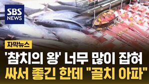 자막 참치 풍년