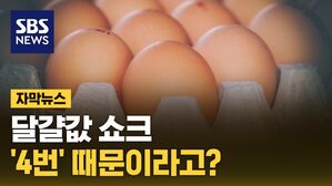 자막뉴스 달걀값