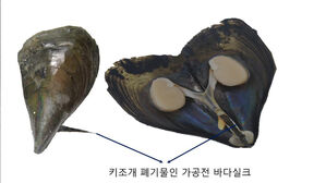 포항공대 연구팀, 키조개 부산물로 고대 로마 최고급 섬유 재현