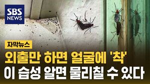 [자막뉴스] 외출만 하면 얼굴에 '착'&hellip;이 습성 알면 물리칠 수 있다