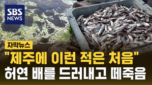 [자막뉴스] 제주 하천서 물고기 집단 폐사&hellip;장마철 내린 비가 원인이라고?