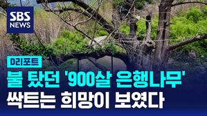 [D리포트] 불 탔던 '900살 은행나무'에서 싹트는 희망