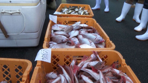 일본 수산물, 오염수 방류 후 첫 중국 수출…홋카이도 가리비 출하