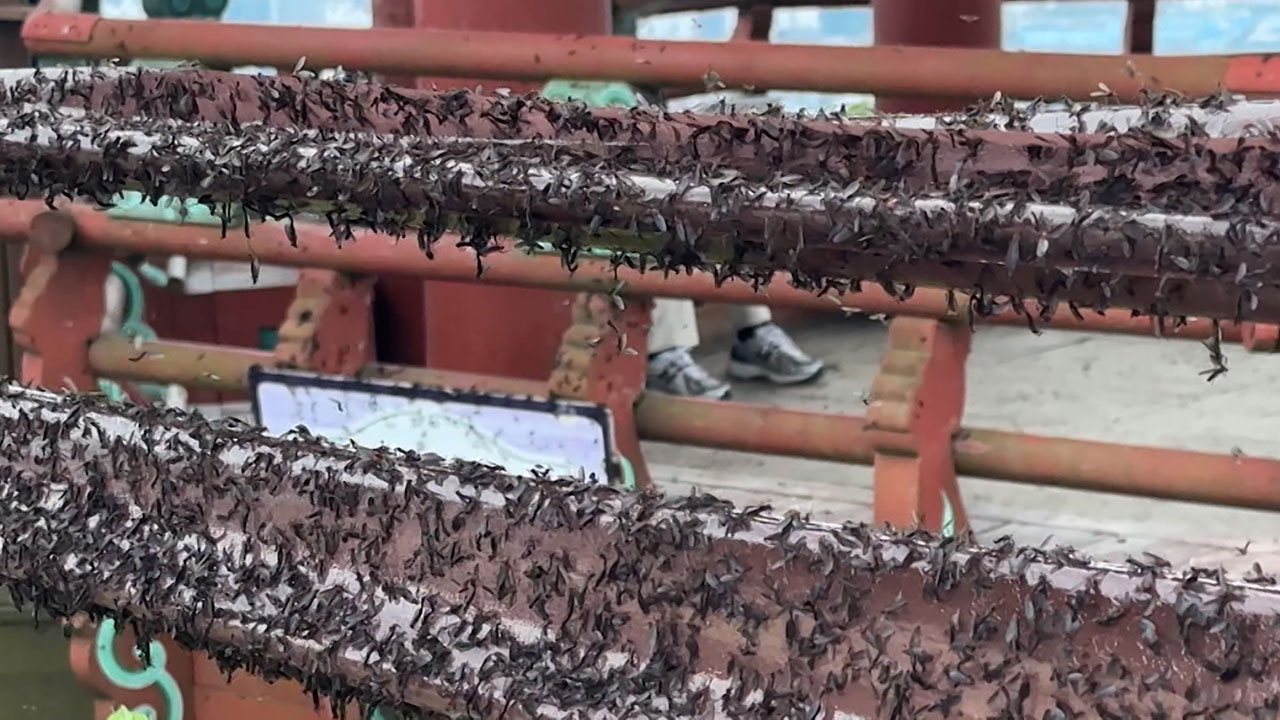 바닥에 사체 '수북'…새까맣게 뒤덮어  눈도 못 떠 