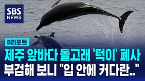 [D리포트] 제주 앞바다 돌고래 '턱이' 폐사&hellip;부검해 보니