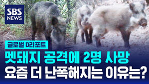 [글로벌D리포트] 멧돼지 공격에 2명 사망&hellip;난폭해지는 이유는?