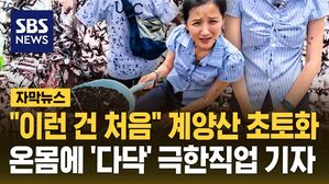 [자막뉴스] "이런 건 처음" 계양산 초토화&hellip;온몸에 '다닥' 극한직업 기자