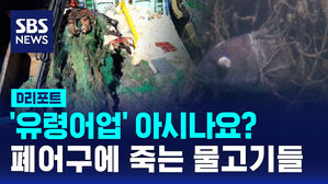 [D리포트] '유령어업' 아시나요?&hellip;폐어구에 죽는 물고기들