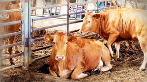 폭염에 전북서 가축 폐사 잇따라&hellip;누적 8만 7천여 마리