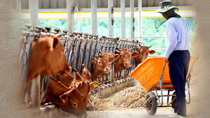 연일 폭염에 하루에만 가축 16만 마리 죽어&hellip;전년 7.6배 급증