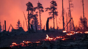 독일 동부 폭염 속 사흘째 산불 확산&hellip;축구장 1천400개 면적 불타