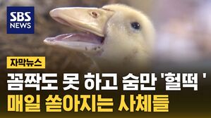 자막뉴스 폭염 동물