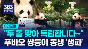 [D리포트] 푸바오 쌍둥이 동생들 후이&middot;루이 "두 돌 맞아 독립해요"