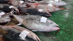 기후변화 속 영덕 앞바다서 대형 참다랑어 70마리 잡혀&hellip;"이례적"