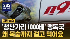 자막뉴스 복어