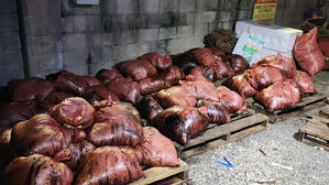 울산서 "고래 창자 수차례 불법 배출" 신고&hellip;지자체 조사