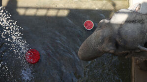 역대급 폭염에 동물들도 '헉헉'&hellip;얼음과일 먹으며 더위 달래
