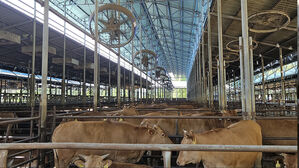 '가축들도 헉헉'&hellip;계속되는 폭염에 축산농가 노심초사