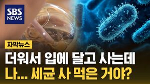 자막뉴스 얼음 세균