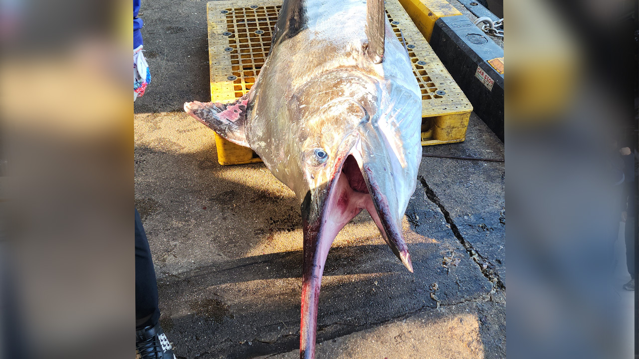 삼척서 길이 3m·무게 226㎏ 황새치 잡혀…가격은?